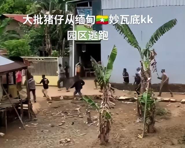 星全身照腿部伤痕惊心更多受害家属发声龙8国际唯一网站营救神速！泰方公布星(图5)